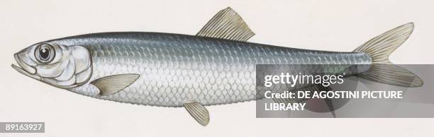 Fishes: Clupeiformes Clupeidae, European sprat , illustration