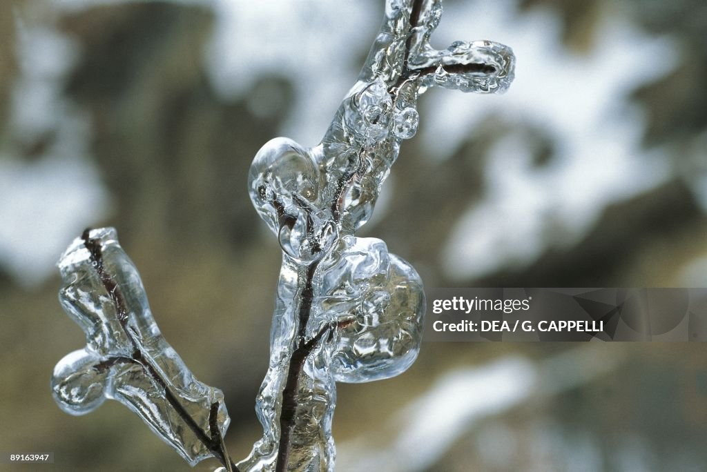 Italy, Tuscany Region, Alta Val di Serchio, frozen twig, close-up