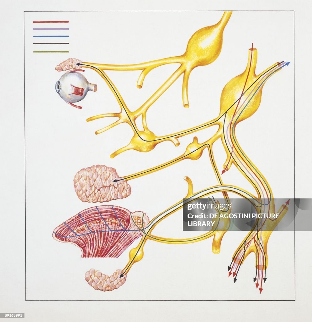 Diagram of facial nerve