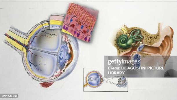 Ear Eye Connection Ear Cross Section Photos et images de collection - Getty Images