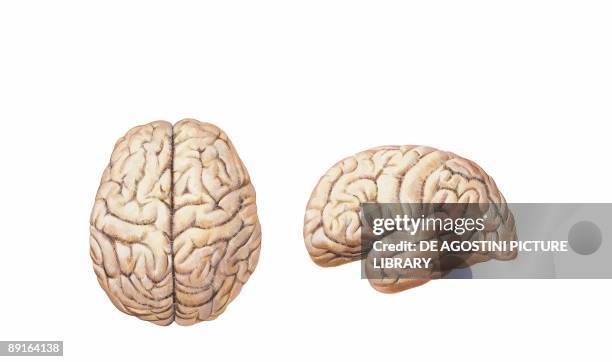 Illustration of cerebral hemisphere, upper lateral surface of brain