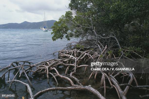 United States Virgin Islands, Saint John Island, Virgin Islands National Park, Leinster Bay, roots and trunks of mangroves