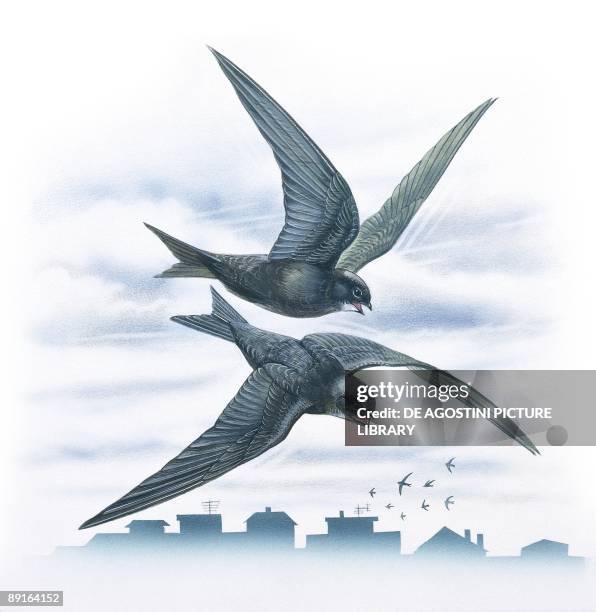 Two Common Swifts flying, illustration
