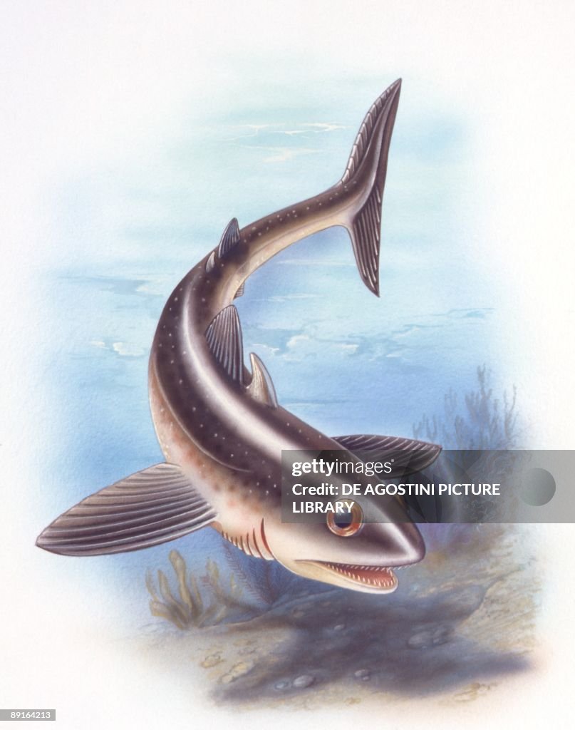 Illustration of Cladoselache extinct fish