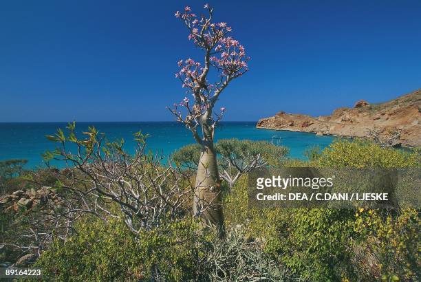 Yemen, Socotra Island, near Hadibu, desert rose , endemic vegetation and Arabian Sea