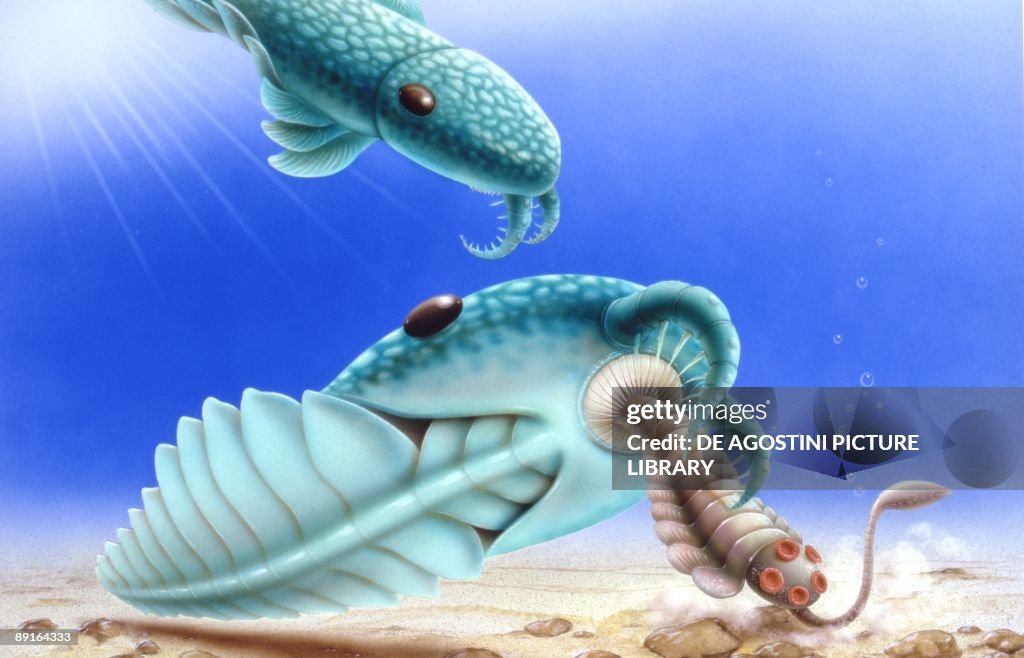 Illustration of Anomalocaris feeding on Opabinia, underwater scene