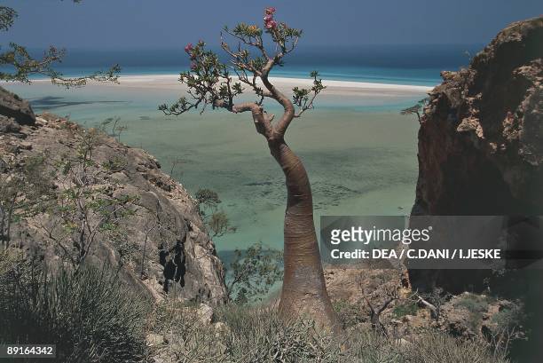Yemen, Socotra Island, Arabian Sea near Hadibu, desert rose