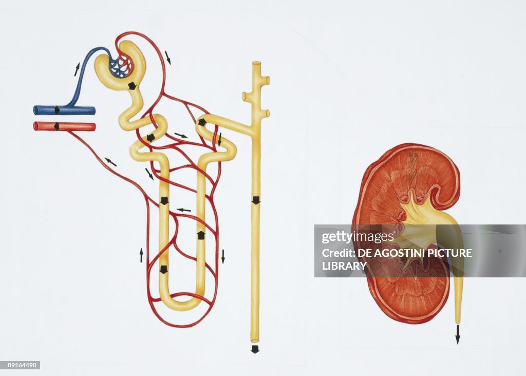 Illustration showing nephron structure and kidney