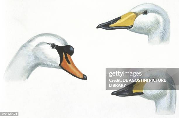 Birds: Anseriformes, heads of Mute Swan , Whooper Swan and Whistling Swan , illustration