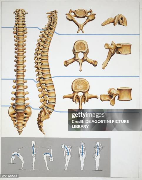Left Vertebral Rotation Vertebral Column Diagram Fotografías e imágenes de stock - Getty Images