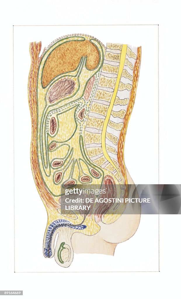Illustration of male peritoneum