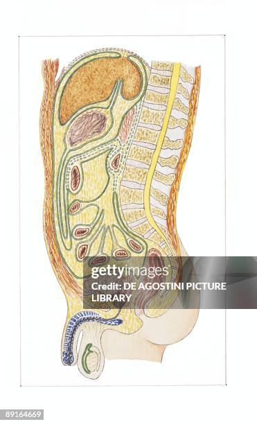 Illustration of male peritoneum