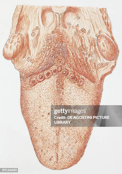Illustration of human tongue, upper side