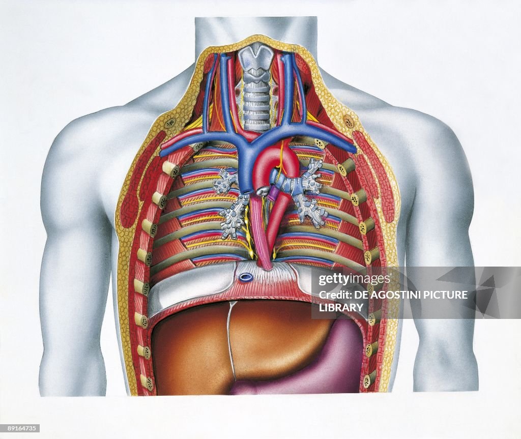 Illustration of chest, section