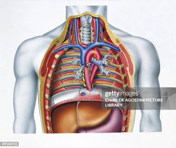 Illustration of chest, section News Photo - Getty Images