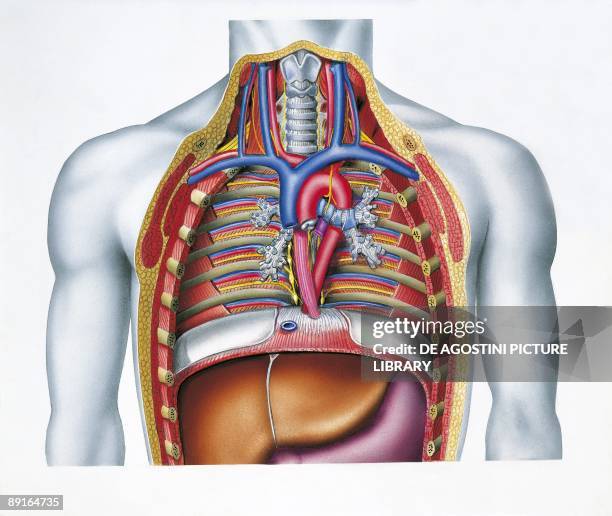 Illustration of chest, section
