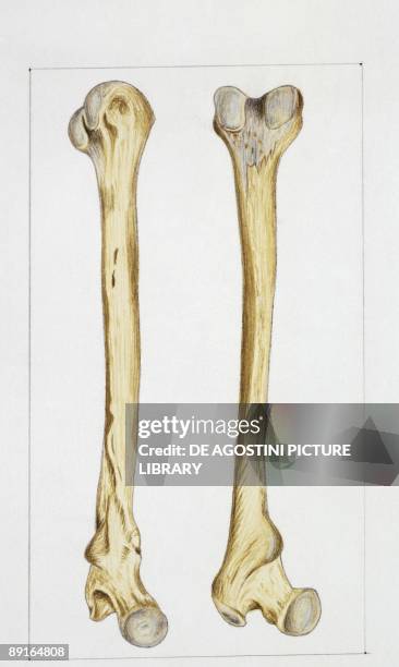 Illustration of human bones, femur