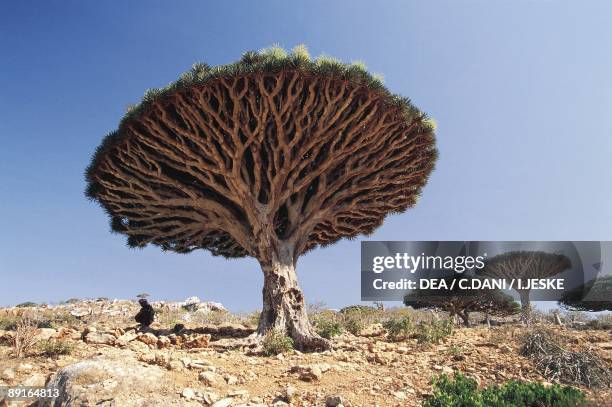Yemen, Socotra Island, Haggier Mountains, Socotra Dragon Tree , endemic vegetation