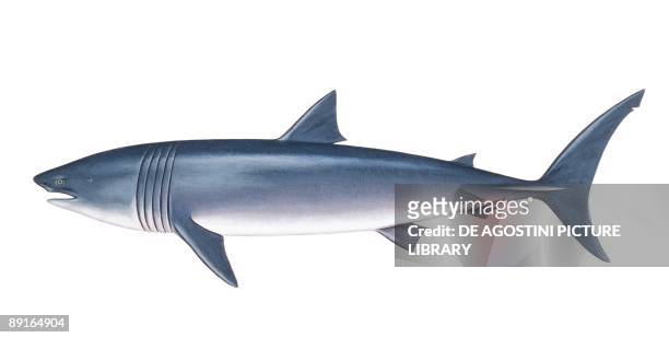 Basking shark , illustration