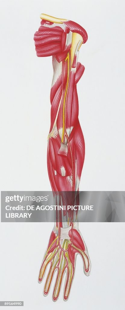 Illustration of upper limb, skeletal muscles