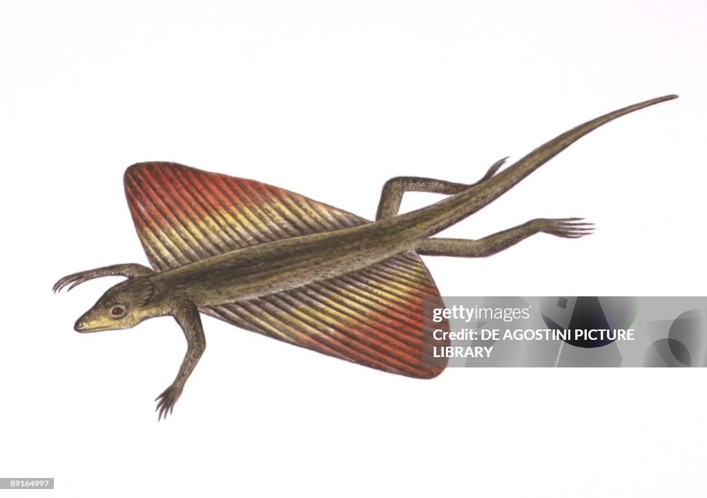 Illustration of Flying lizard (Draco volans)