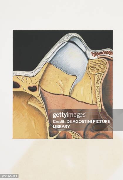 Illustration of human nasal septum