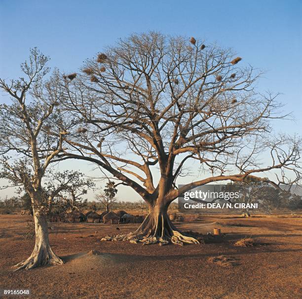 Senegal Tree Types Kaolack Photos and Premium High Res Pictures - Getty Images