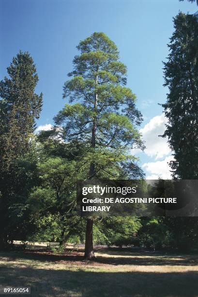 Japanese Cedar tree
