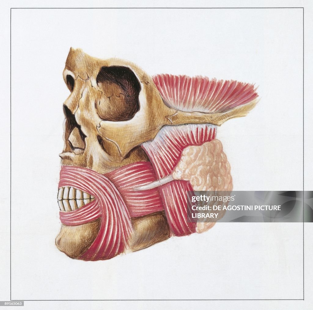 Illustration of parotid duct or Stensen #39 s duct News Photo Getty Images Illustration of parotid duct or Stensen #39 s duct News Photo Getty Images