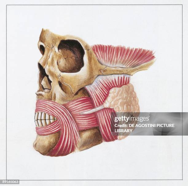 Illustration of parotid duct, or Stensen's duct