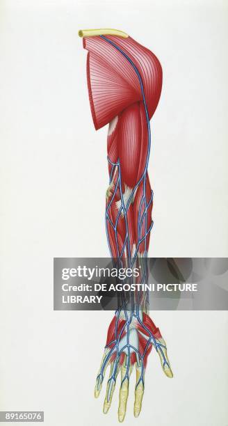 Illustration of human arm