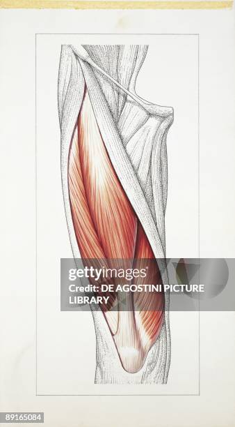 Illustration of muscles, quadriceps femoris