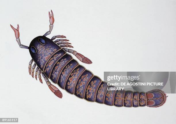 Illustration representing Arthropod Merostoma - Pterygotus