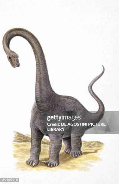 Illustration of Diplodocus
