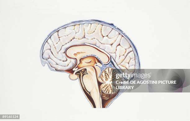 Illustration of human brain, cerebral aqueduct