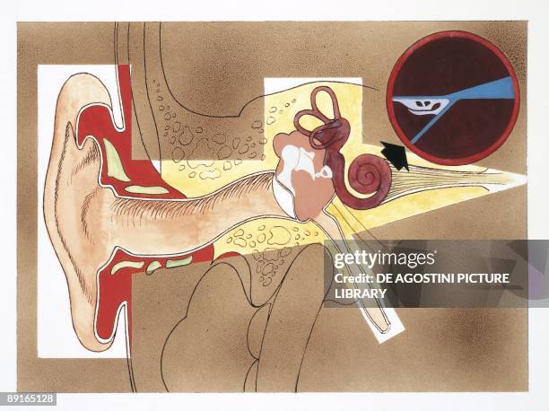 Illustration of human ear