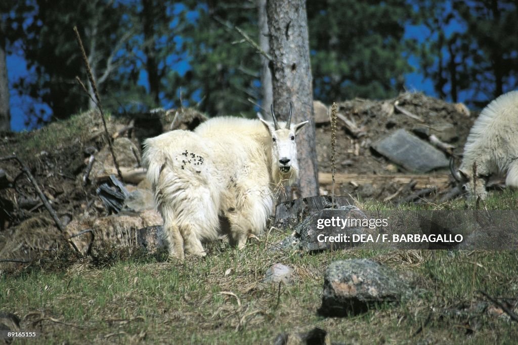 USA, South Dakota, Black Hills National Forest, Mountain Goat (Oreamnos americanus)