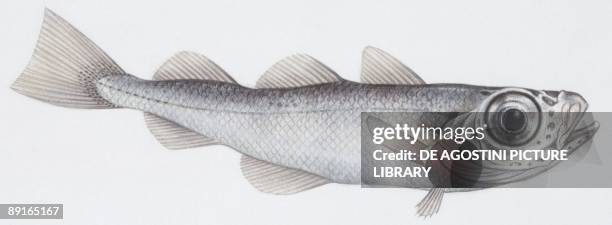 Fishes: Gadiformes - Silvery cod , illustration
