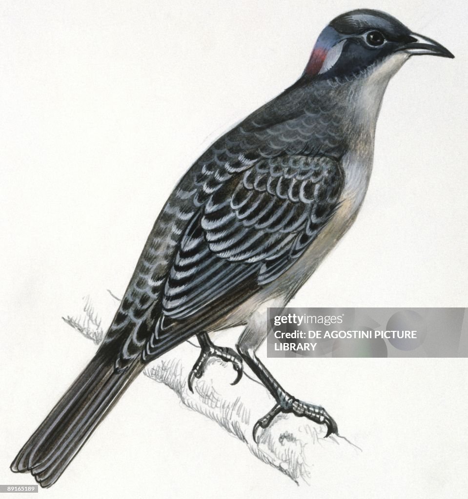 Birds: Passeriformes, Great Bowerbird, (Chlamydera nuchalis), illustration
