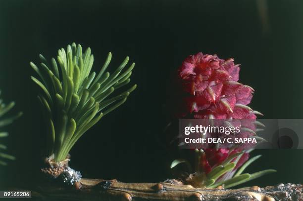 Japanese Larch , close-up of needles and cone