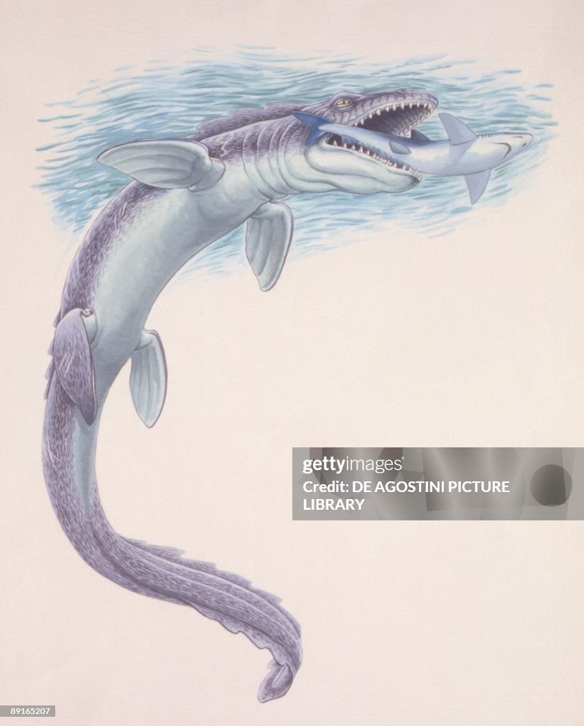 Illustration representing Tylosaurus swimming in sea and catching fish