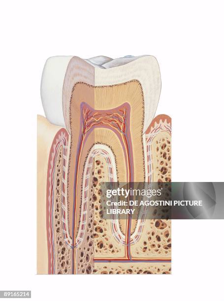 Illustration of molar tooth, section