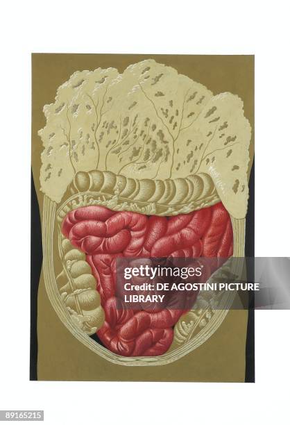 Illustration of mesentery, small intestine and colon