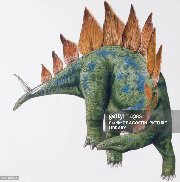 Illustration of Stegosaurus