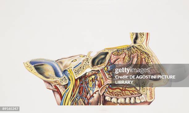 Illustration of nasal cavities