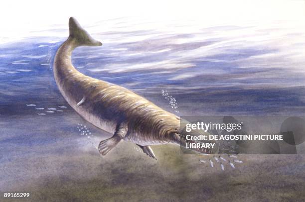 Protocetus Photos and Premium High Res Pictures Getty Images