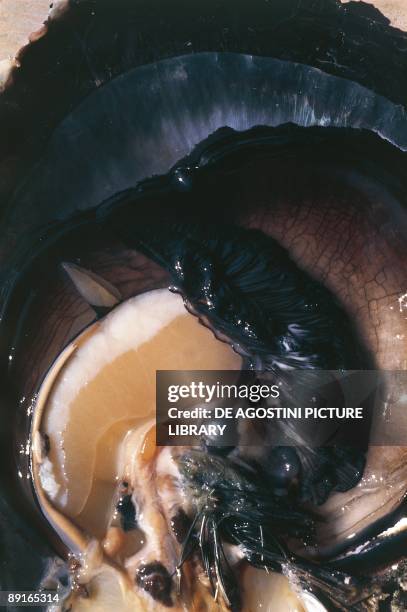 French Polynesia, Tuamotu Archipelago, Takapoto, Pearl oyster