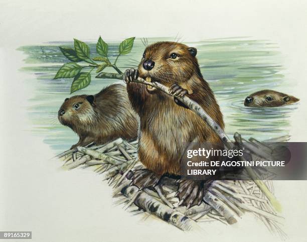 European beavers on dam, illustration