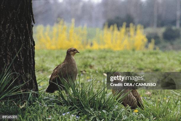 Galliformes - Brace of grey partridges