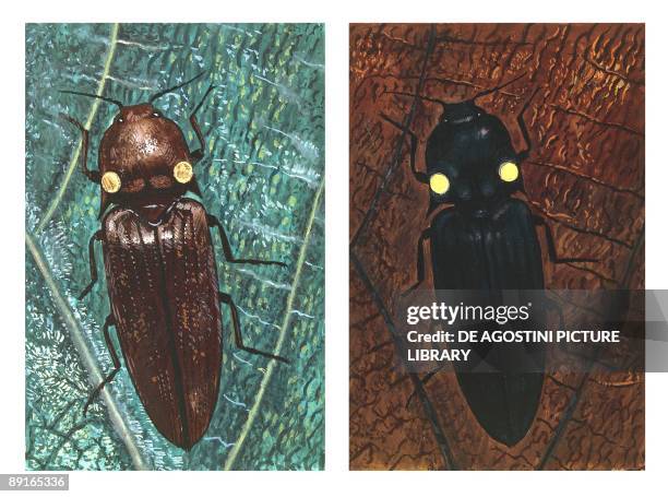 Pyrophorus (Beetle) Photos and Premium High Res Pictures - Getty Images